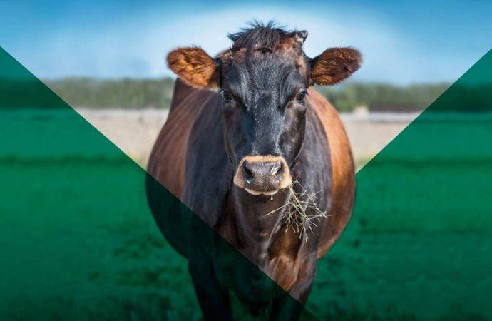 Cage-free advocacy with The Humane League