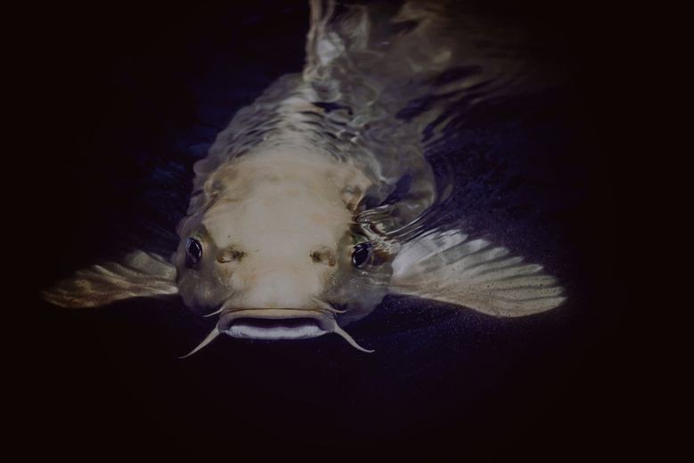 Fish farm welfare with Fish Welfare Initiative