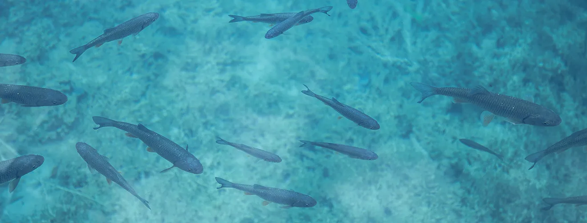 Seafood certification with Aquatic Life Institute