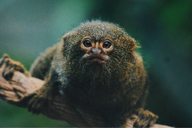 Wild animal welfare research with Wild Animal Initiative